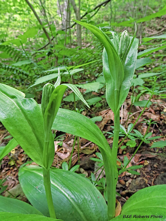 Purple_Fringed_Orchids