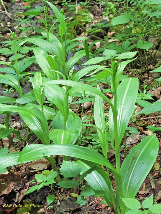 Purple_Fringed_Orchids