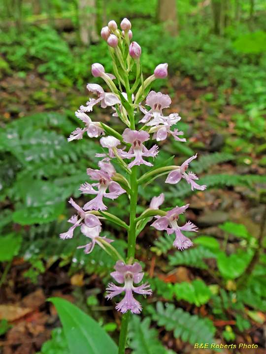 Purple_Fringed_Orchid