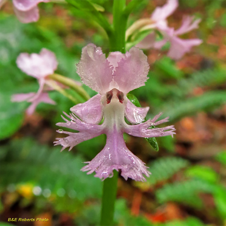 Purple_Fringed_Orchid_flower