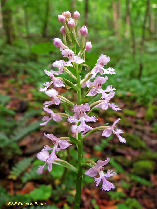 Purple_Fringed_Orchid