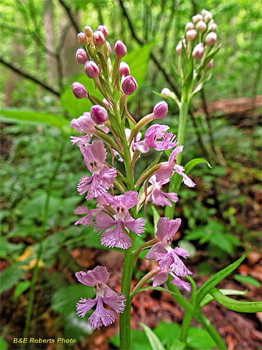 Purple_Fringed_Orchids