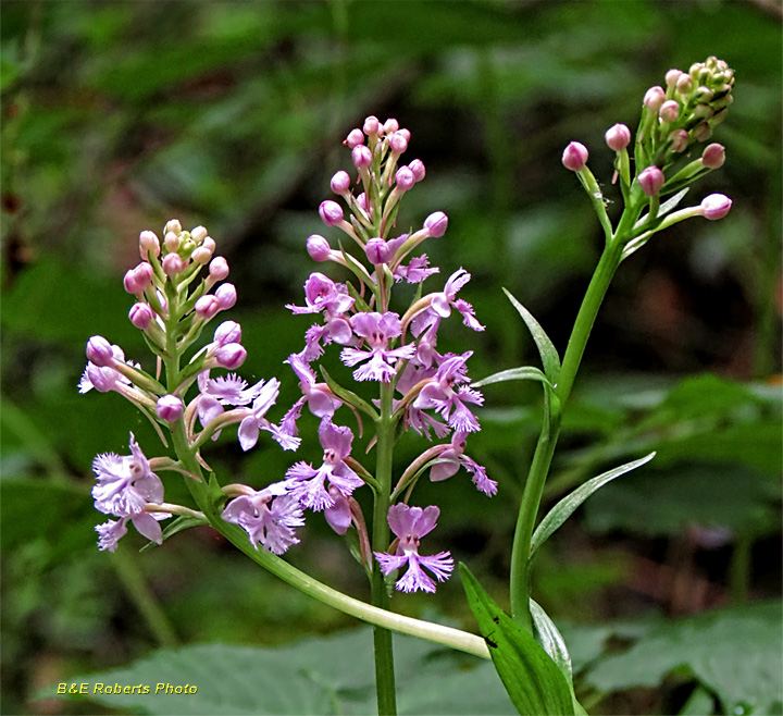 Purple_Fringed_Orchid_bud