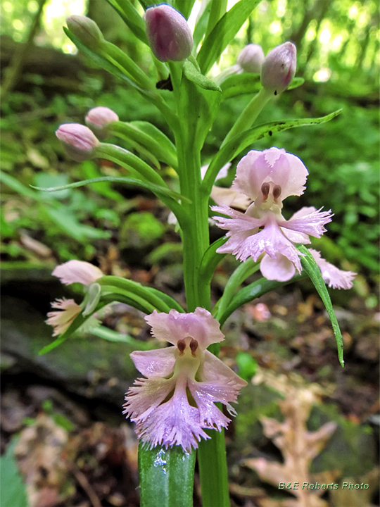Purple_Fringed_Orchid_flowers