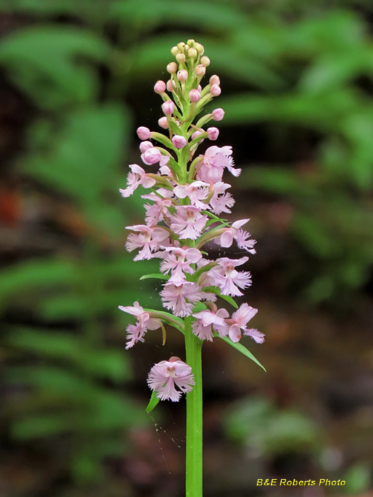 Purple_Fringed_Orchid