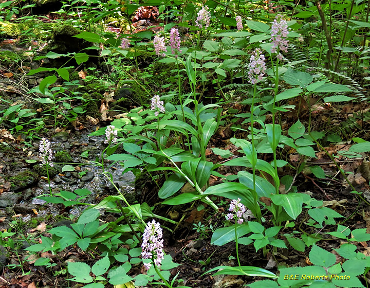 Orchids-habitat