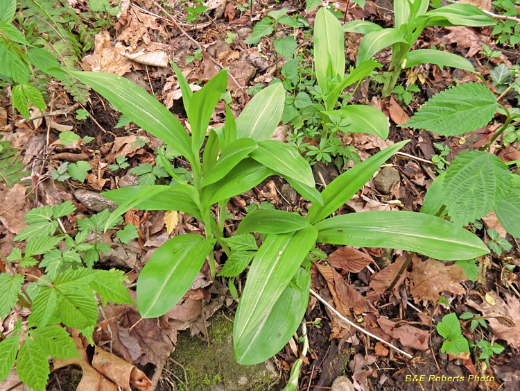 Purple_Fringed_Orchids