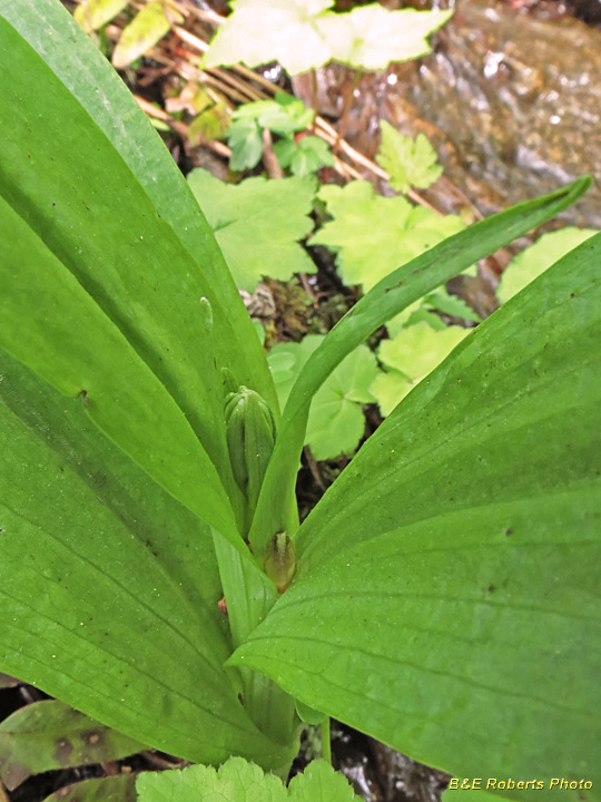 Purple_Fringed_Orchid_bud