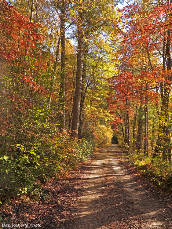 Coleman_foliage