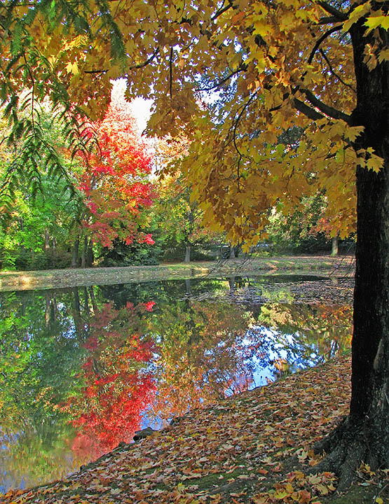 Trees_pond_color