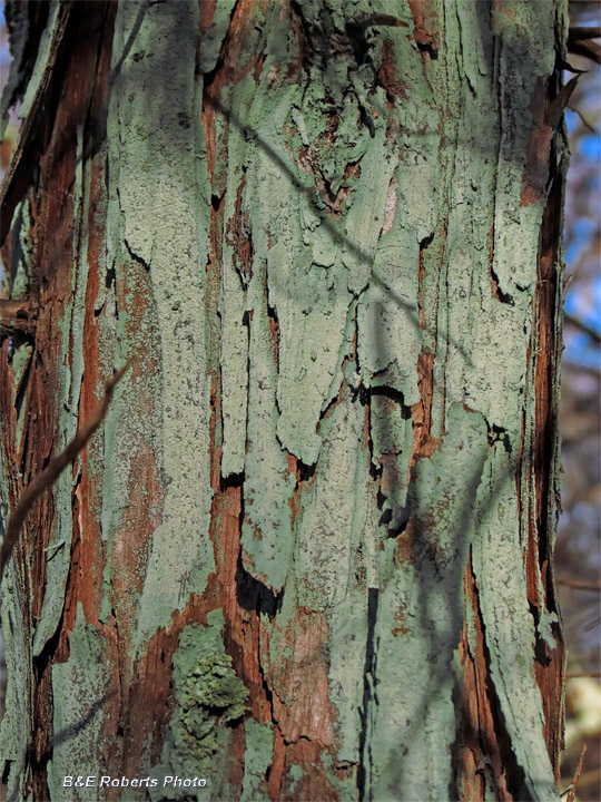 Cedar_bark