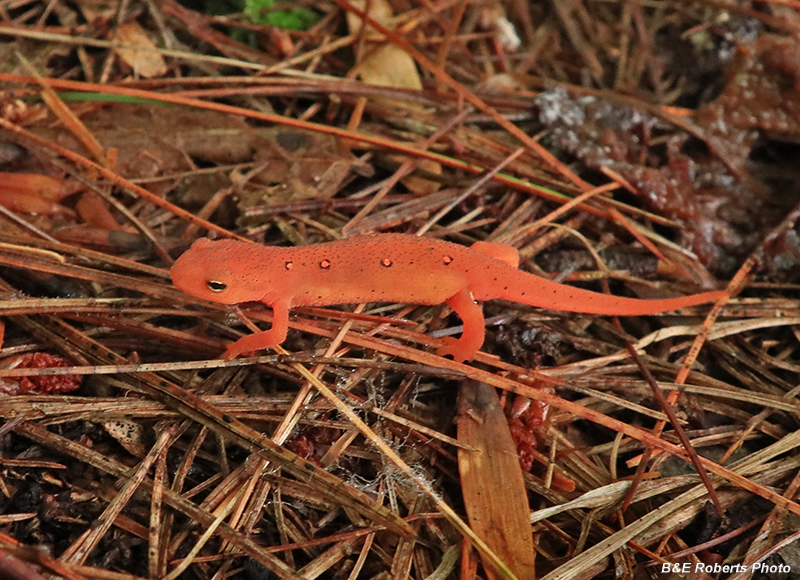 Red_eft