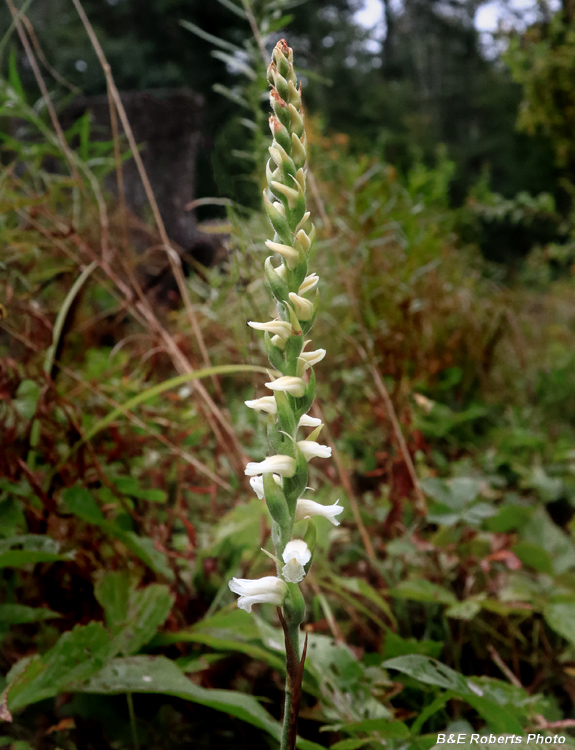 Spiranthes