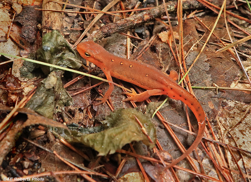 Red_eft