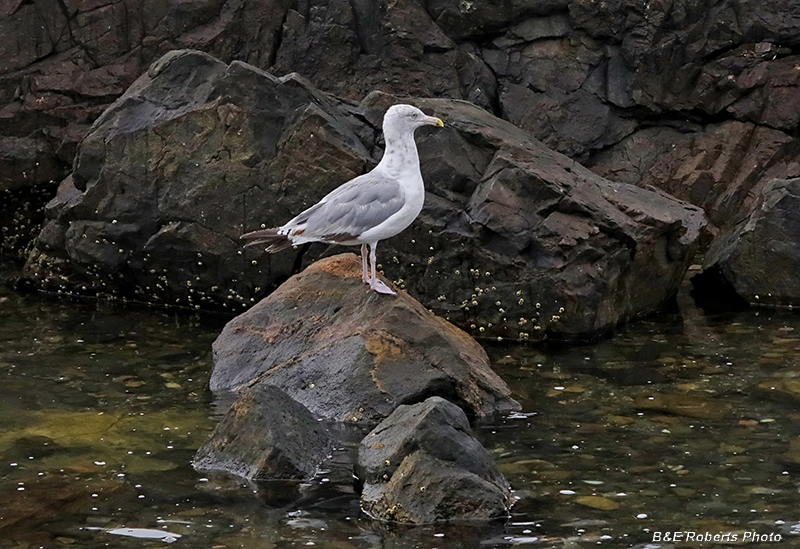 Sea_gull