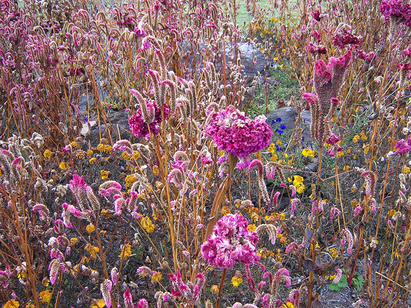 Dried_flowers