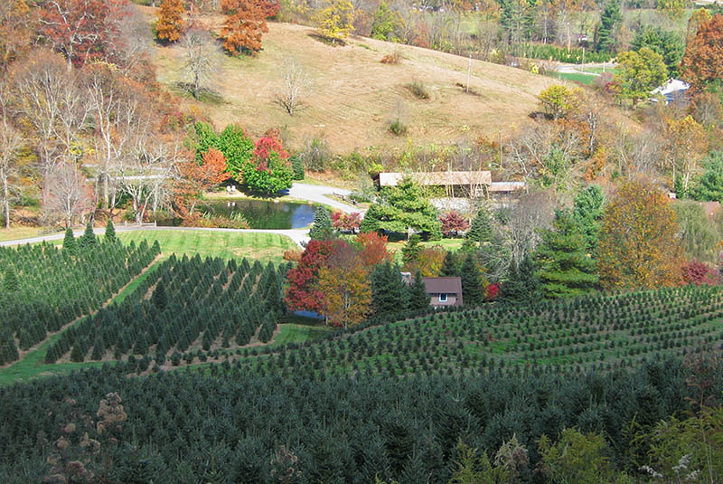 Cabin_view_from_mtn_road