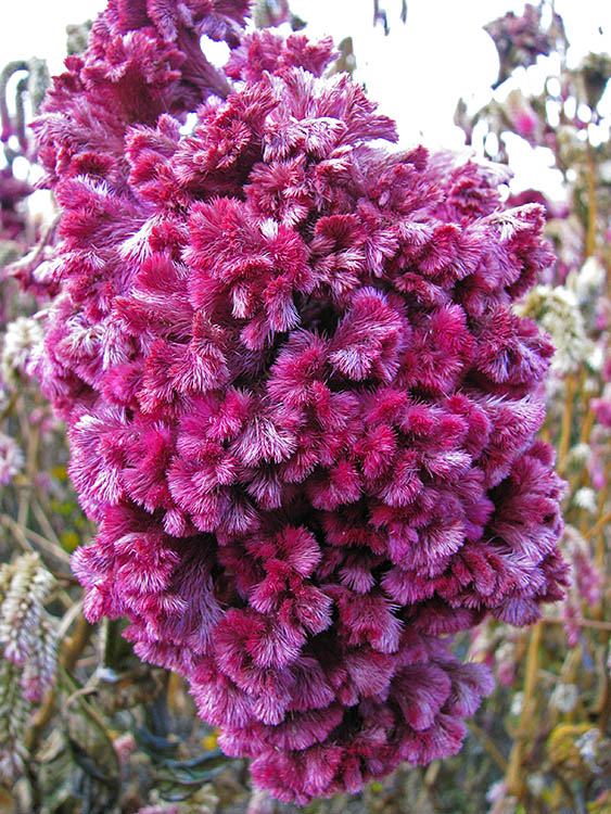 Dried_flower