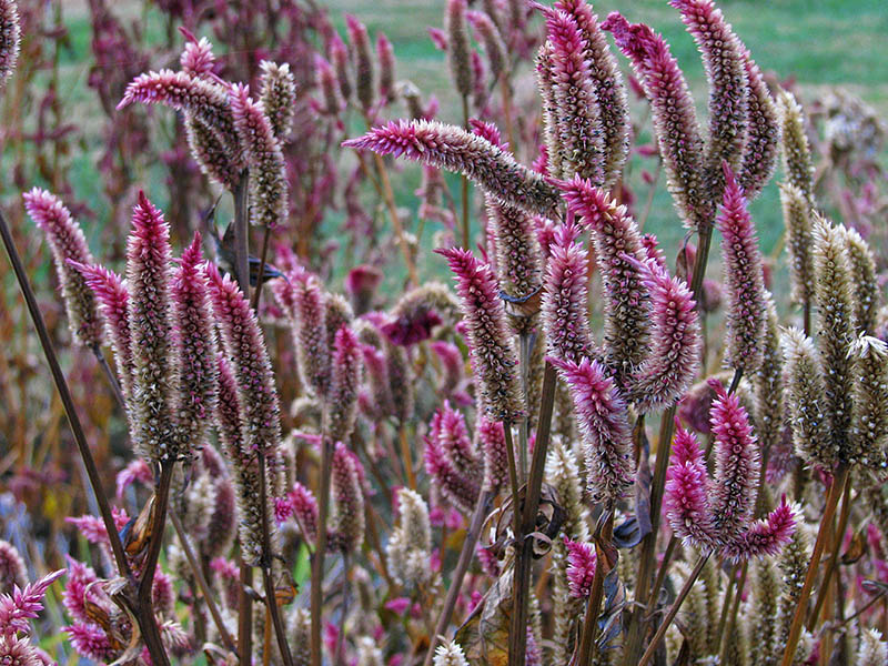 Dried-flowers