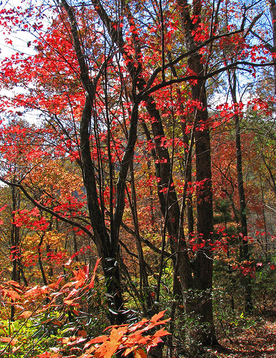 Boyd_Mtn_Tr-foliage