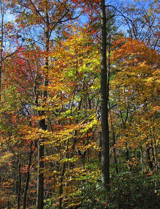 foliage