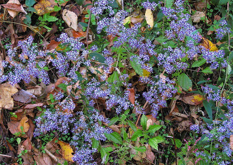 Purple_flowers