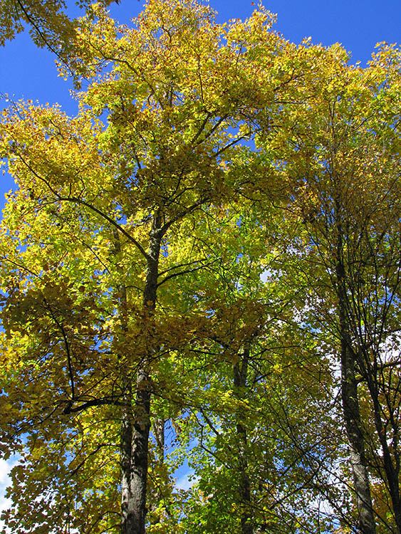 Yellow_trees