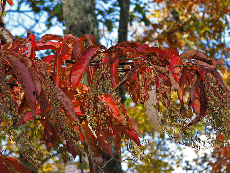 Sourwood