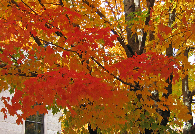 Courthouse-tree