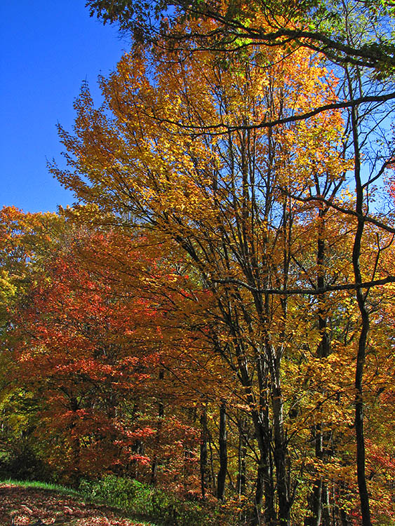 Heintooga_foliage