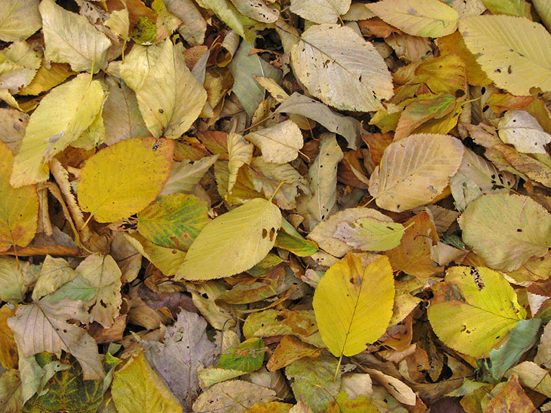 Fallen_leaves