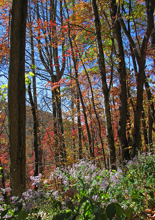 Flowers_leaves