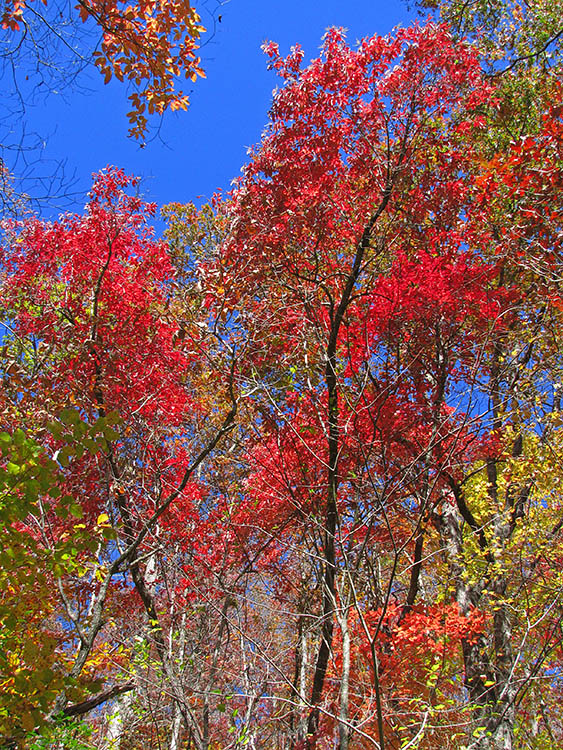 Red_foliage