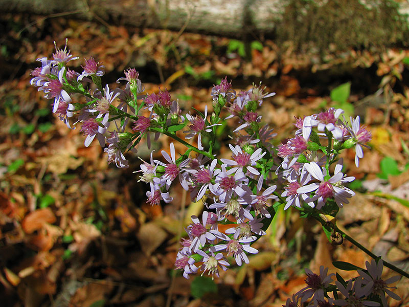 Wildflowers