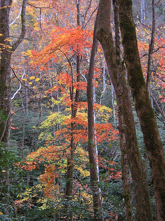 Tree colors