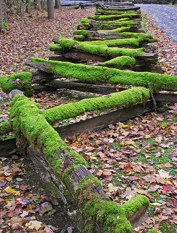 Mossy_fence