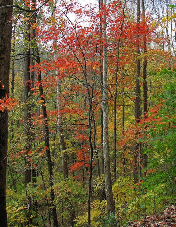 Trailside_tree