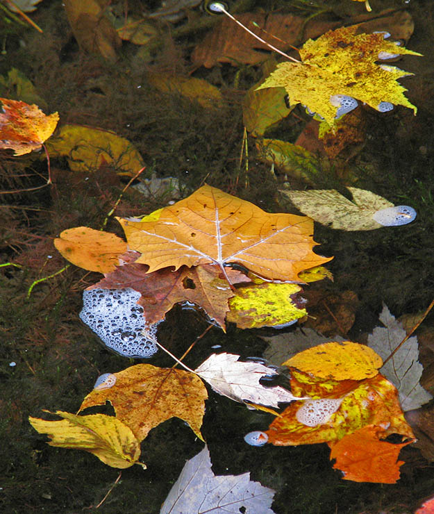 Leaves_in_water