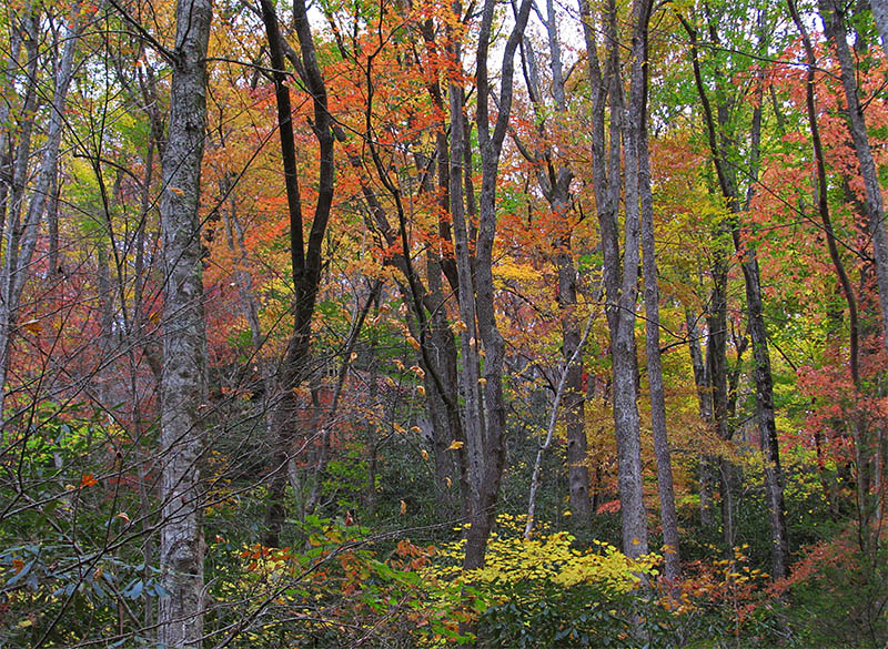 Ridge_foliage