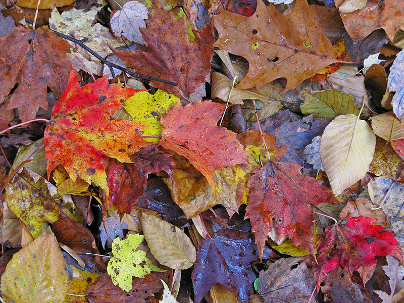 Fallen_leaves