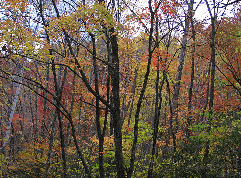 Trail_foliage