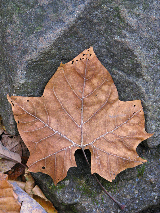 Leaf_rock