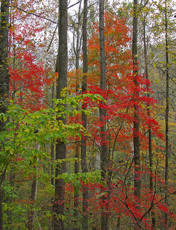 Trail_foliage