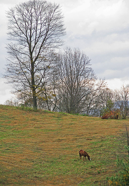 Horse_on_ridge