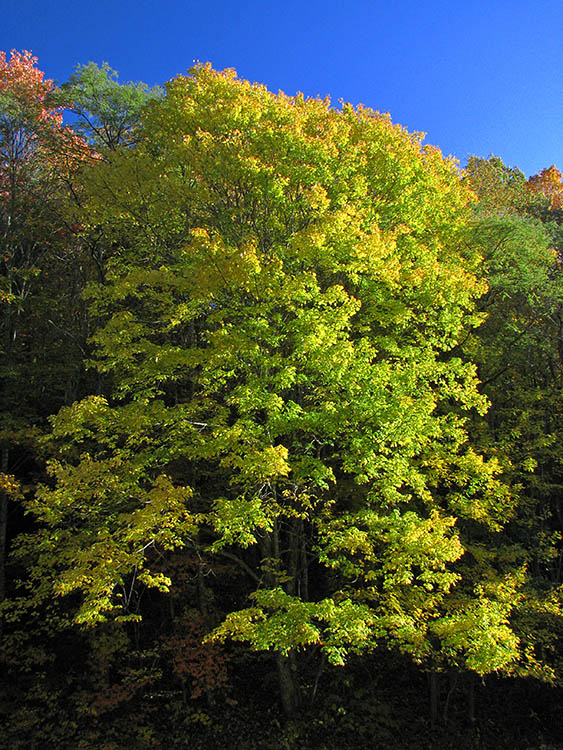 Yello-green_tree