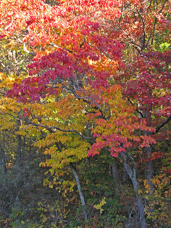 Tuckerman_Ravine