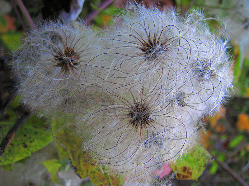 Seed_pod_tufts