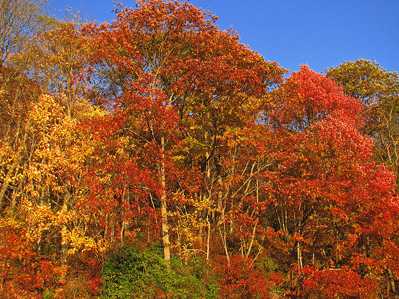 Afternoon_foliage_light