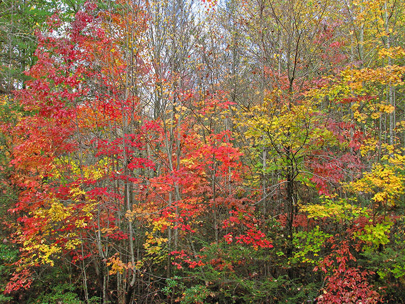 Foliage_colors