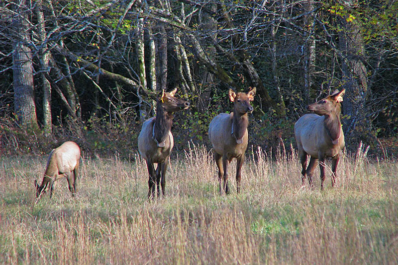 Elk_cows